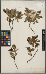 Foto von Salix phylicifolia L.